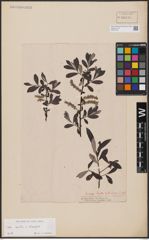 Foto von Salix aurita L. x Salix eleagnos Scop.